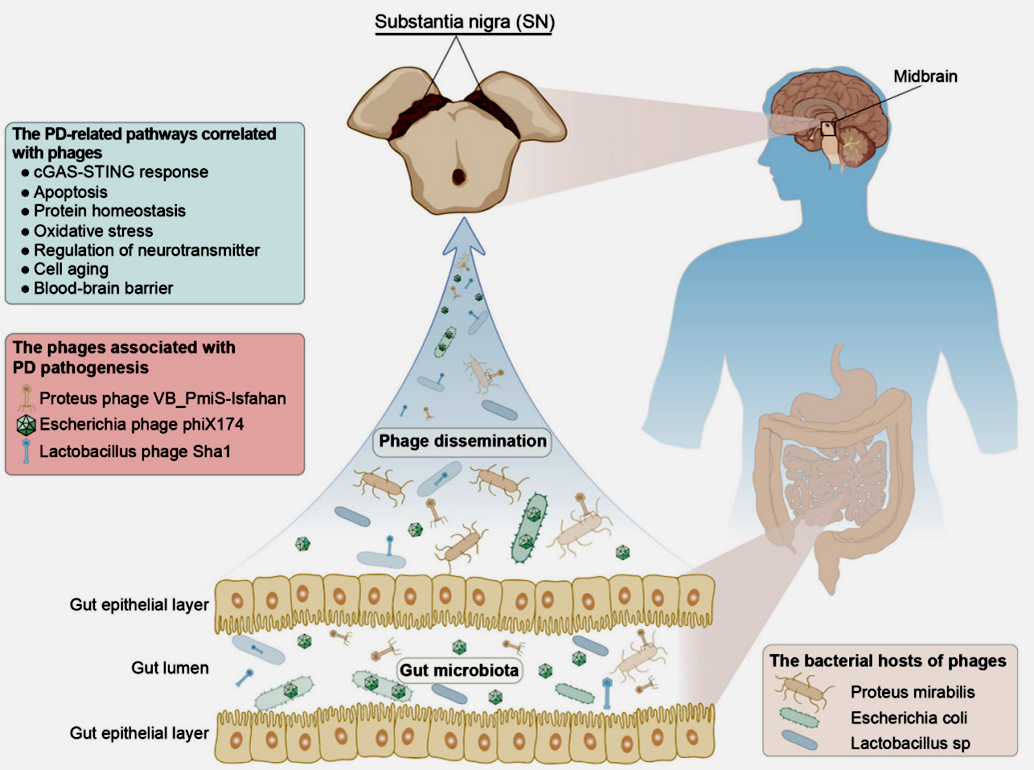 Phage Invasion Alert: Could Bacterial Viruses Be Secretly Triggering Parkinson’s? 