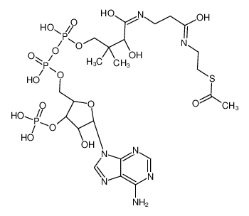 acetyl-CoA