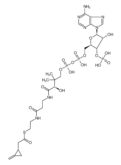 (+/-)-(2-methylenecyclopropyl)acetyl-CoA