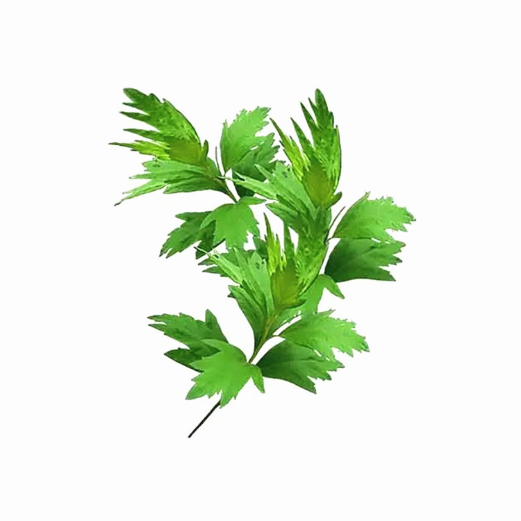 Mugwort Leaf Extract